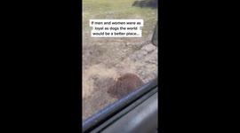 Devoted golden retriever waits outside owner's truck despite pouring rain in show of unwavering loyalty