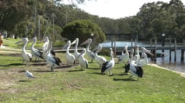 Huge Australian Pelicans compete with Gulls for scraps from fishermen cleaning their catch.