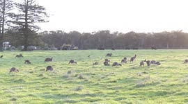 Big Kangaroo mob grazes, grooms and rests as young males play-fight in the setting sun.