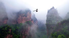 Incredible moment common kestrel takes down flying drone in China