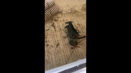 how do Australian crayfish reproduce?