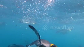 This is what it looks like swimming alongside a raft of king penguins