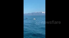 Rare white orca spotted off Japanese coast