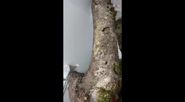 It's a branch, just a branch... It's a LEAF-TAILED GECKO hiding in plain sight!