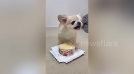 Sweet-toothed Chihuahua dog growls to scare owners off its cake