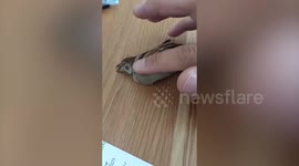 Resident revives unconscious sparrow with CPR
