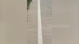 Passerby saves myna bird with foot stuck on sticky asphalt