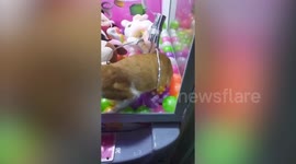 Claw machine clamps pet cat scaring it away
