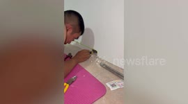 Kind couple cut hole in wall to save trapped bat that fell through roof