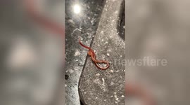 Woman has found live worms crawling out of Morrisons fish while she was cooking