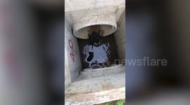 Kind temple visitor saves puppy litter stuck in drain