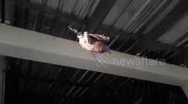 Kind soldier frees pigeon tangled in net inside Thai military camp