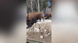 Bison looks inside passing tourist's car at safari park in Canada