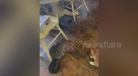 Serious Persian cat taps paws on floor to catch laser pointer