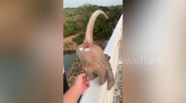 Wild monkey bends over while passerby tickles his scrotum