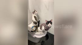 Two pet cats use the toilet bowl together in Taiwan