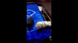 Playtime gone wrong: watch as a kitten almost takes a tumble