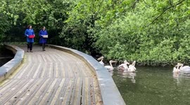 Feeding the pelicans in St James’s Park, central London