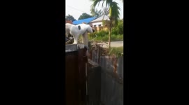 Cat with clamped legs appears to lack hind legs while perching on fence