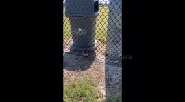 Woman Helps Free Bunny Trapped on Chain Link Fence