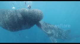 Whale Shark Feeds on Bait Ball