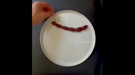 Food Art Timelapse Video of Sloths Using Cookie Dough and Fruits