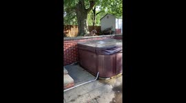 Excited Bulldog Takes a Tumble