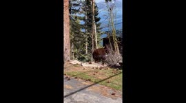 Just an Average Day for a UPS Driver Near Lake Tahoe