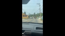 Stumble Scares the Steer