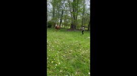 Horse Takes a Quick Snack Break While Training