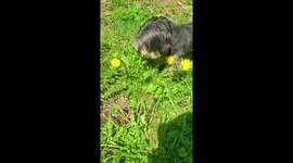My Dog Likes Picking Flowers