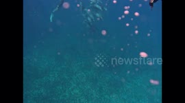 A Pretty Pod of Dolphins