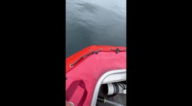 Bottlenose Dolphins Telling the Secrets of the Sea