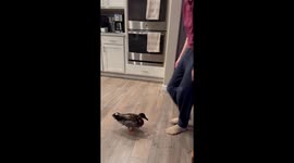 This Duck Will Have His Revenge