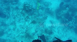 Eel Comes For Spear Fisher