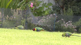 A treat for bird lovers – a trio of spectacular Red-capped Parrots feeding on a lawn.