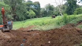 Elephant calf rescued after plunging down 8ft deep drain at golf course in Thailand