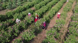 Rose Plantation in Lianyungang, China