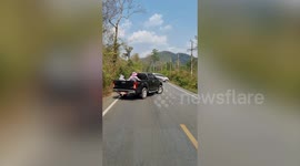 Wild elephant inspects passing cars for food along mountain road in Thailand