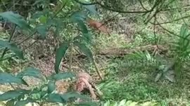 A Sumatran Tiger Trapped in a Pig's Trap, Owned by a Resident, in Pasaman Indonesia
