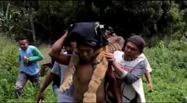 superhero, Residents of Pasaman Carry a Critical Tiger As a result of being entangled in a Pig Mine