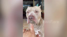 Big American bully dog curiously watches sparrow sitting on his owner's finger