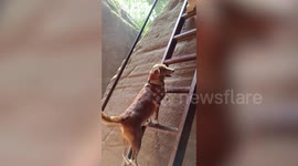 Pet dog skillfully climbs up ladder at cave