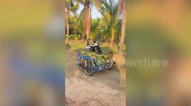 Pet American Bully dog rides moving motorcycle at coconut farm