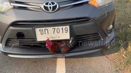 Hapless chicken hit by passing car rescued after getting stuck in bumper