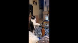 Adorable cat begging for treats: meet Charlie, the playful feline from Simi Valley, CA