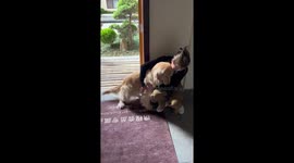 Reunited in tears: a heartwarming homecoming for a golden-haired companion