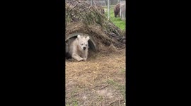 Chada's journey: from circus captivity to freedom in the White Rock Bear Shelter