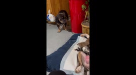 American Bully APPALLED at the sight of mommy Bully feeding her pups