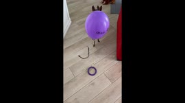 Toy Terrier Practices Boxing With a Balloon